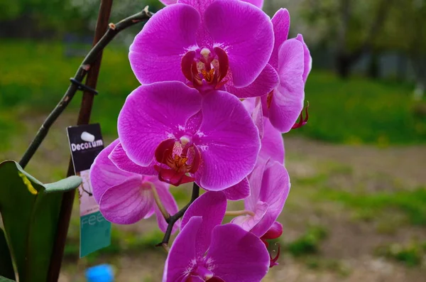 Květiny Orchidej Větvi Zblízka — Stock fotografie