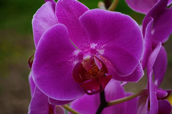 Blommor Orkidé Gren Nära Håll — Stockfoto