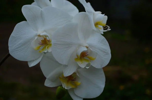 Zblízka Záběr Jemné Bílé Orchideje — Stock fotografie