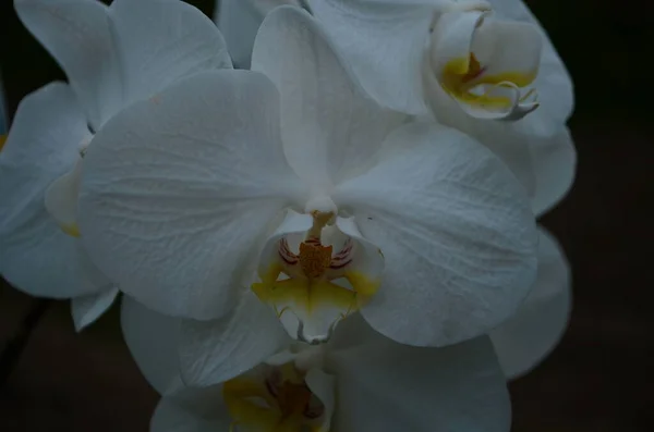 Zblízka Záběr Jemné Bílé Orchideje — Stock fotografie