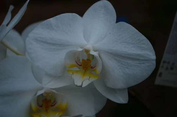 Zblízka Záběr Jemné Bílé Orchideje — Stock fotografie