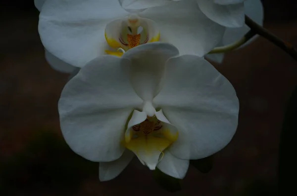 Primer Plano Una Delicada Orquídea Blanca — Foto de Stock