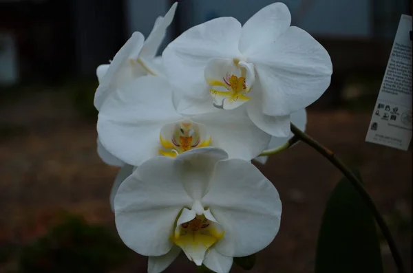 Primer Plano Una Delicada Orquídea Blanca — Foto de Stock