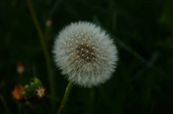 Dandelion Macro Photo Ripe Dandelion Seeds White Aerial Dandelion Umbrellas — Stock Photo, Image