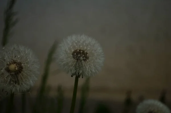 Karahindiba Makro Fotoğraf Olgun Karahindiba Tohumları Beyaz Karahindiba Şemsiyeleri — Stok fotoğraf