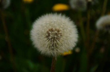Karahindiba. Makro fotoğraf. Olgun karahindiba tohumları. Beyaz karahindiba şemsiyeleri.