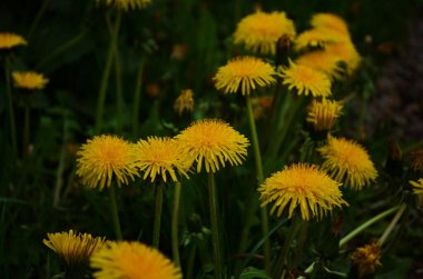 Karahindiba bitkisinin Macro Fotoğrafı. Kabarık sarı tomurcuklu karahindiba çiçeği. Toprakta yetişen sarı karahindiba çiçeği. Lamium purpureum bitkisi ile karahindiba