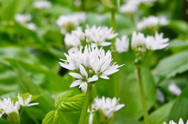 Beyaz Ramson çiçek tarlası. Çiçekli Ramson çayırı. Ormanda yabani sarımsak bitkileri açıyor..
