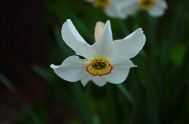 Bahar makrosunda parlak sarı nergis çiçeği