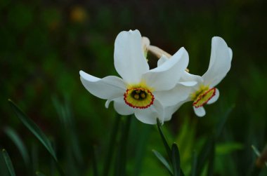 Bahar makrosunda parlak sarı nergis çiçeği