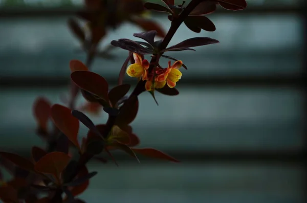 Berberitzenbusch Blüht Mit Kleinen Gelben Blüten Nahaufnahme — Stockfoto