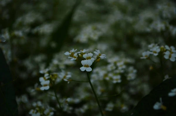 Fehér Erdei Virágok Közelsége Erdőben Gyönyörű Kora Tavaszi Erdő Táj — Stock Fotó