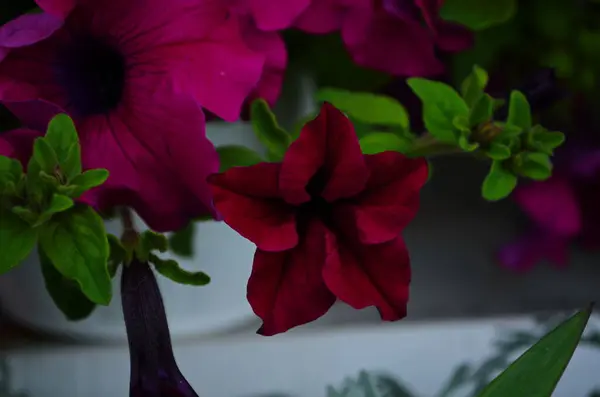 Uma Cama Petúnias Rosa — Fotografia de Stock