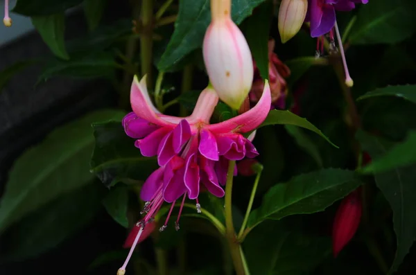 Fuchsia Virágok Gyönyörű Fukszia Virágok Kertben — Stock Fotó