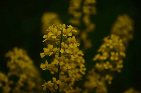 Widok Bliska Musztarda Żółte Kwiaty Kwitnące Polu — Zdjęcie stockowe