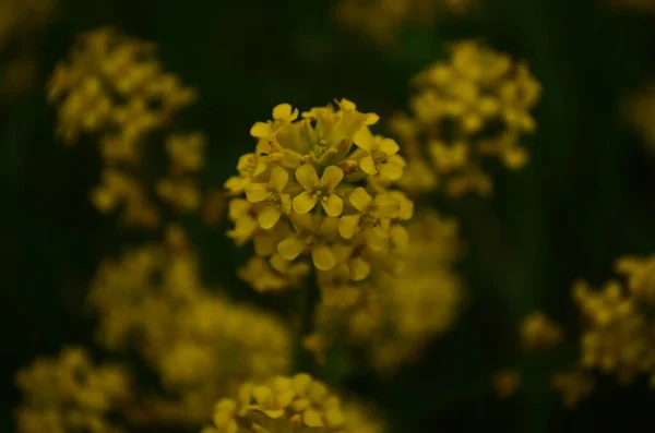 Close Uitzicht Mosterd Gele Bloemen Bloeien Het Veld — Stockfoto