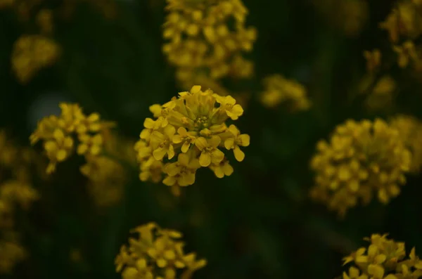Closeup View Mustard Yellow Flowers Blooming Field — Stock Photo, Image