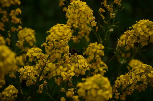 Vista Cerca Flores Color Amarillo Mostaza Floreciendo Campo — Foto de Stock