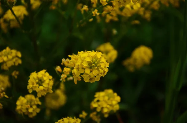 Yakın Plan Tarlada Açan Hardal Sarısı Çiçeklerin Görüntüsü — Stok fotoğraf