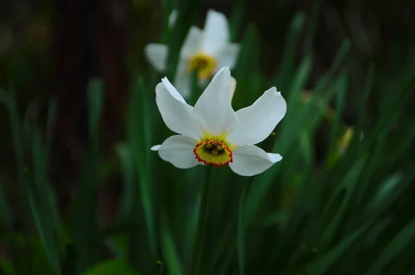 Яскраво Жовта Квітка Нарциса Навесні Макрос — стокове фото