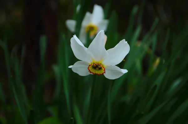 Leuchtend Gelbe Narzissenblüte Frühling — Stockfoto