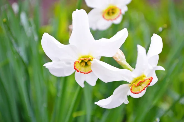 Flor Narciso Blanco Floreciendo Primavera Narciso Narciso Flores Trompeta Blanca — Foto de Stock