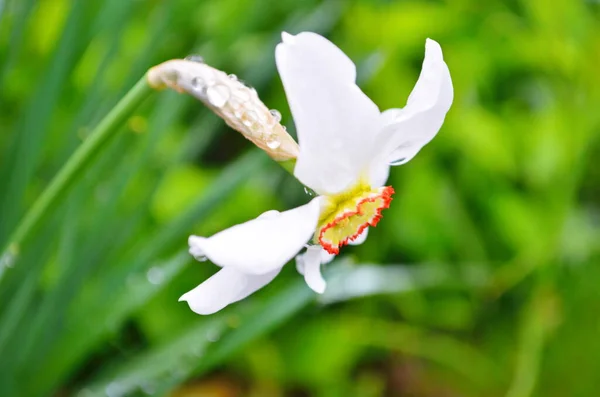 Witte Narcis Bloem Bloeien Het Voorjaar Daffodil Narcis Witte Trompetbloemen — Stockfoto