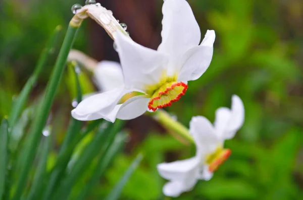 Tavasszal Fehér Nárciszvirág Virágzik Nárcisz Vagy Nárcisz Fehér Trombitavirág — Stock Fotó