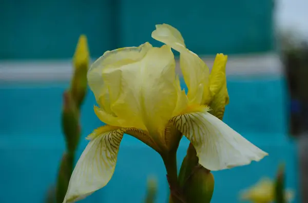 Makro Fotó Természet Virágzó Rügy Virág Írisz Háttér Kinyitotta Sárga — Stock Fotó