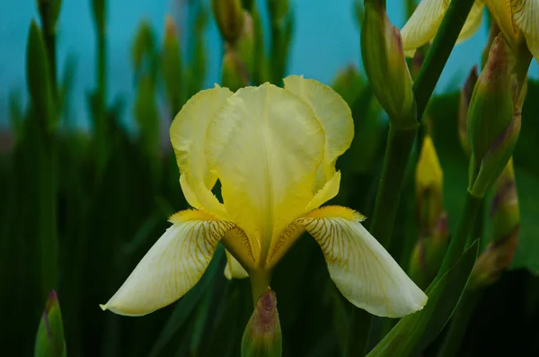 Macro Foto Natuur Bloeiende Knop Bloem Iris Achtergrond Geopend Knop — Stockfoto