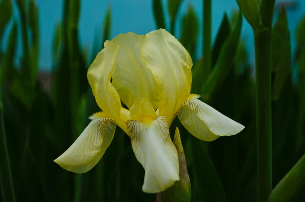 Macro Foto Natuur Bloeiende Knop Bloem Iris Achtergrond Geopend Knop — Stockfoto