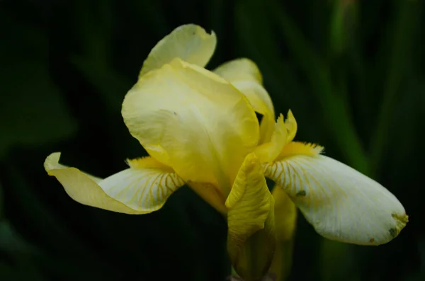 Macro Foto Natuur Bloeiende Knop Bloem Iris Achtergrond Geopend Knop — Stockfoto