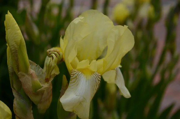 Macro Foto Natuur Bloeiende Knop Bloem Iris Achtergrond Geopend Knop — Stockfoto