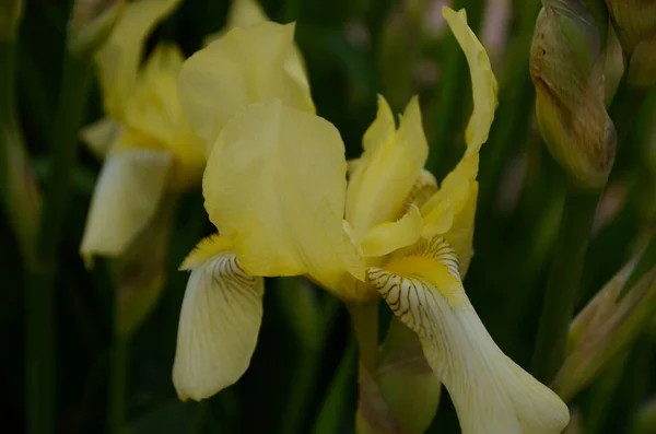 雄花は蕾の花を咲かせます 背景は黄色の虹彩の芽を開いた 公園で黄色い花弁のある花虹彩が成長します — ストック写真