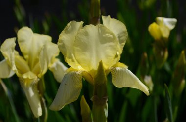 Makro fotoğraf doğası çiçek açan süsen çiçeği. Arka planda sarı zambak tomurcuğu açıldı. Sarı yapraklı süsen çiçekleri bir parkta yetişir.