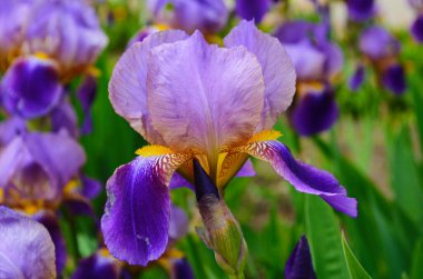 Mor zambak çiçekleri. Bulanık yeşil bahçe karasurunda yakın plan. Güzel bir doğa geçmişi var. Bahçede mavi ve menekşe çiçekleri büyüyor.