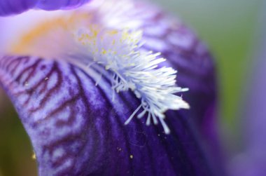 Mor zambak çiçekleri. Bulanık yeşil bahçe karasurunda yakın plan. Güzel bir doğa geçmişi var. Bahçede mavi ve menekşe çiçekleri büyüyor.