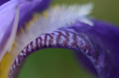 Mor zambak çiçekleri. Bulanık yeşil bahçe karasurunda yakın plan. Güzel bir doğa geçmişi var. Bahçede mavi ve menekşe çiçekleri büyüyor.