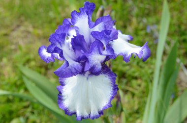 Mor zambak çiçekleri. Bulanık yeşil bahçe karasurunda yakın plan. Güzel bir doğa geçmişi var. Bahçede büyüyen mavi ve beyaz iris çiçekleri