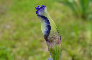 Mor zambak çiçekleri. Bulanık yeşil bahçe karasurunda yakın plan. Güzel bir doğa geçmişi var. Bahçede büyüyen mavi ve beyaz iris çiçekleri
