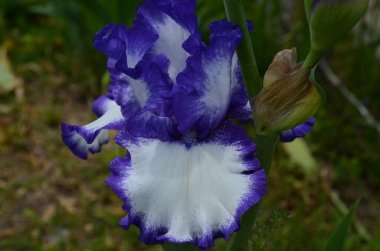 Mor zambak çiçekleri. Bulanık yeşil bahçe karasurunda yakın plan. Güzel bir doğa geçmişi var. Bahçede büyüyen mavi ve beyaz iris çiçekleri