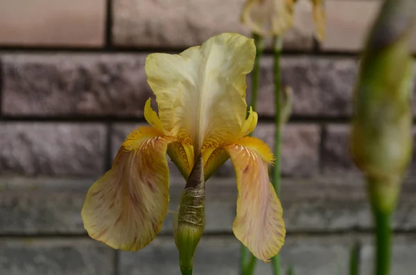 Macro Foto Natuur Bloeiende Knop Bloem Iris Achtergrond Geopend Knop — Stockfoto