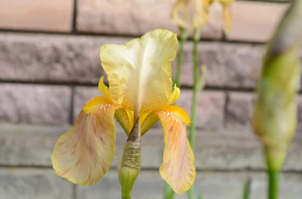 Makro Foto Příroda Kvetoucí Pupen Duhovky Pozadí Otevřelo Pupenem Žluté — Stock fotografie