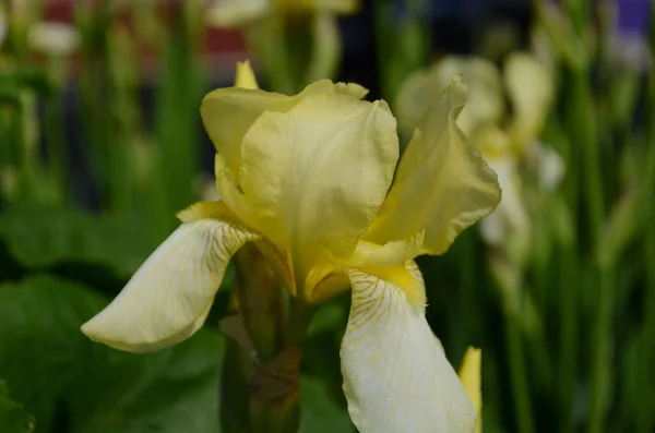 Macro Foto Natuur Bloeiende Knop Bloem Iris Achtergrond Geopend Knop — Stockfoto