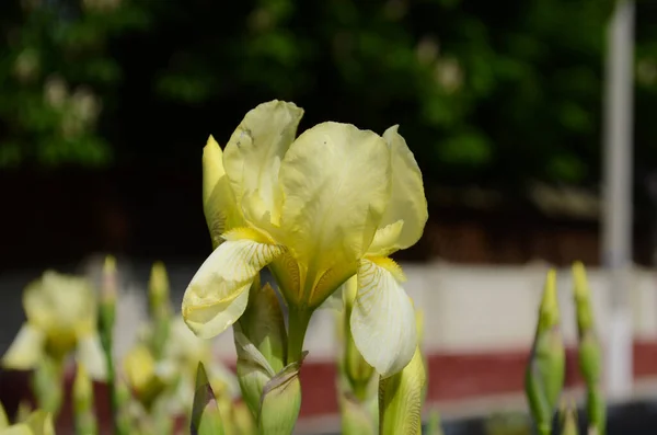 宏观摄影自然绽放花蕾虹膜 背景打开了黄色虹膜的芽 公园里长着黄色花瓣的花 — 图库照片