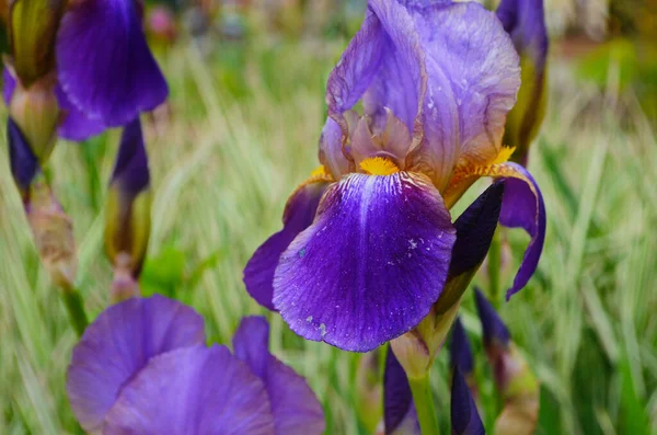 紫色の虹彩の花ぼやけた緑の庭の黒地に閉じます 美しい自然背景 庭では青と紫の虹彩の花が成長しています — ストック写真