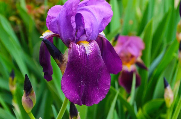 Fleurs Iris Violet Gros Plan Sur Fond Noir Jardin Flou — Photo