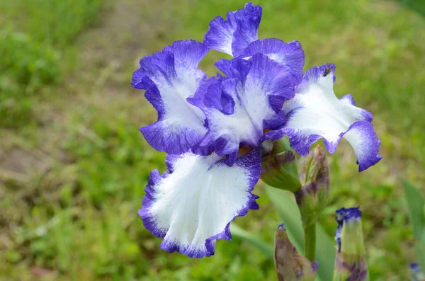 Fiori Iris Viola Primo Piano Fondo Nero Giardino Verde Sfocato — Foto Stock