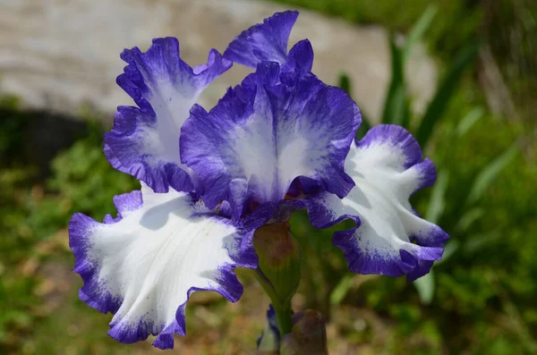 Violet Iris Bloemen Close Wazige Groene Tuin Blackground Prachtige Natuur — Stockfoto