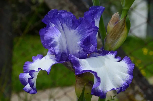 Violet Iris Bloemen Close Wazige Groene Tuin Blackground Prachtige Natuur — Stockfoto